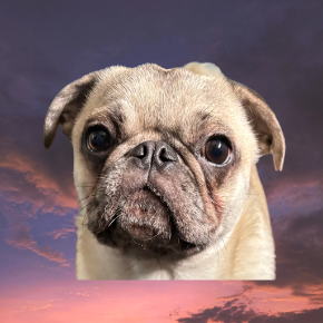 Picture for category Canine